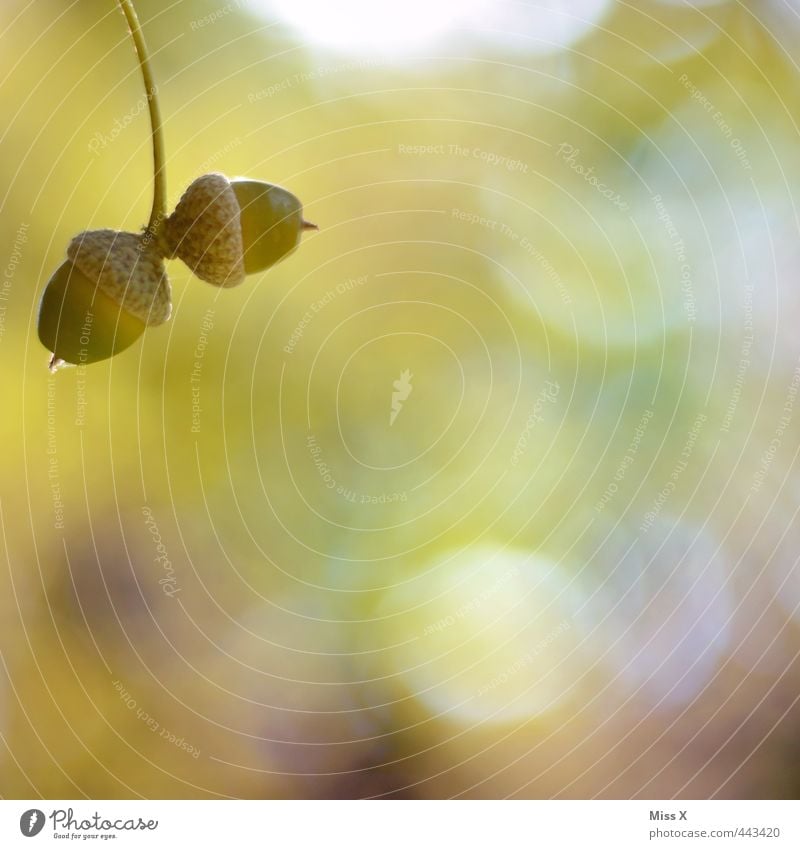 Eicheln Herbst Pflanze Baum Park Wald grün herbstlich Herbstbeginn Herbstfärbung Eichenwald Samen Frucht 2 Farbfoto Außenaufnahme Nahaufnahme Detailaufnahme