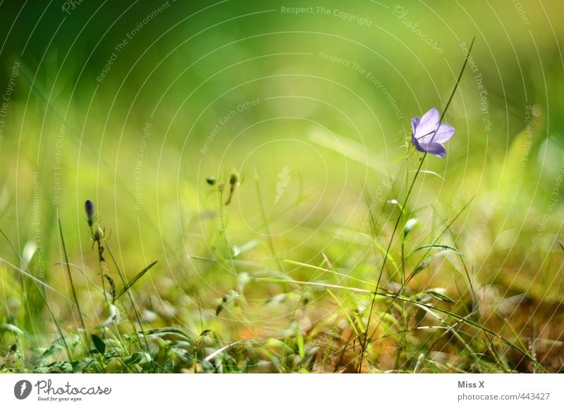 Glockenblume Frühling Sommer Blume Gras Blüte Garten Wiese Blühend Duft violett Frühlingsfarbe Wachstum Farbfoto mehrfarbig Außenaufnahme Nahaufnahme