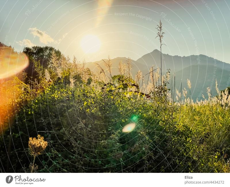 Landschaft, Wiese, Bäume und Berge in der Abendsonne Gegenlicht Sonnenlicht Natur Sonnenschein Idylle warm Sonnenstrahlen Schönes Wetter Licht Lichtreflexe grün