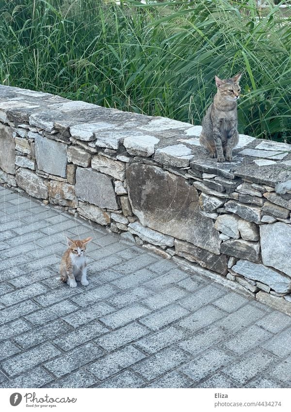 Katzenmama mit Katzenkind Nachwuchs Tier Mauer zwei Klein babykatze Katzenbaby Säugetier niedlich Tierjunges Katzenjunges