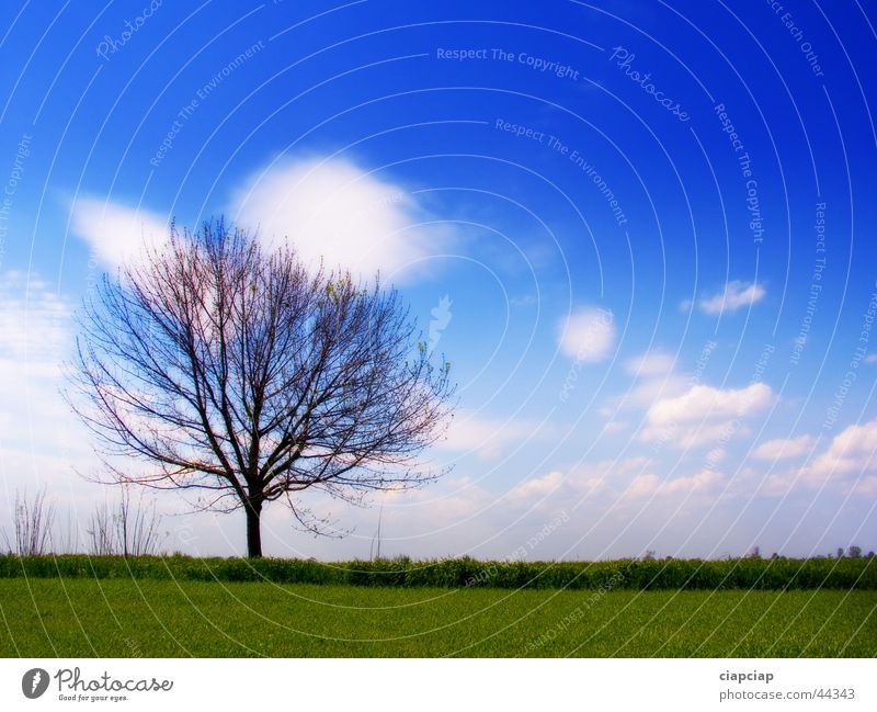 Baum Wolken Horizont Gras Himmel