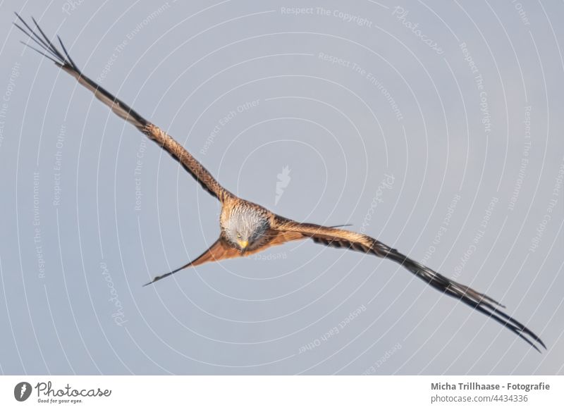 Fliegender Rotmilan auf Beutesuche Roter Milan Milvus milvus Vogel im Flug Greifvogel Kopf Schnabel Auge Flügel Flügelspanne Federn Gefieder Flügelschlag Himmel