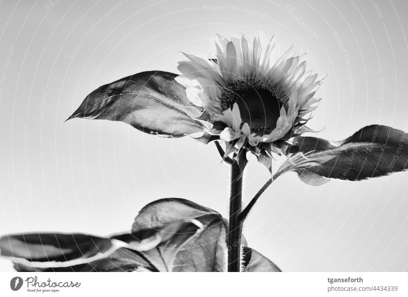 Sonnenblume Sommer Blume Blüte Pflanze Blütenblatt Blühend Natur gelb Außenaufnahme Nahaufnahme Umwelt Sonnenlicht Menschenleer schön Detailaufnahme Kontrast