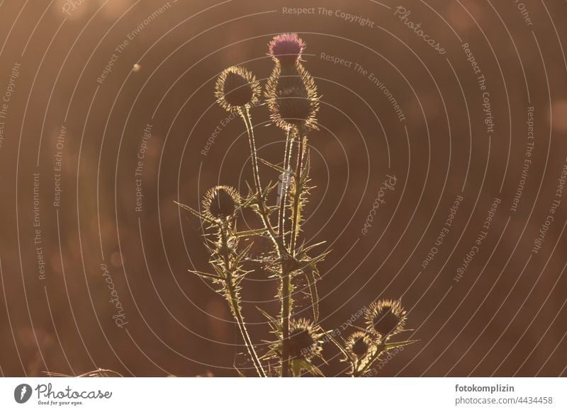 stachelige Distel im Gegenlicht Distelblüte Knospe Kratzdistel Dornen Schwache Tiefenschärfe Stacheln Pflanze Natur Blüte Blühend violett Nahaufnahme Umwelt