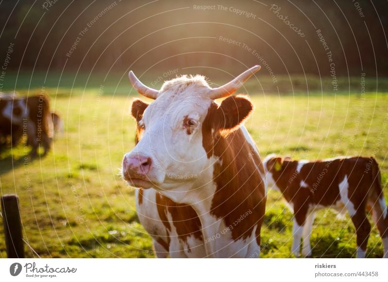 big mama watching you Tier Nutztier Kuh beobachten Blick warten ästhetisch natürlich braun gold grün Verantwortung achtsam Wachsamkeit Farbfoto mehrfarbig