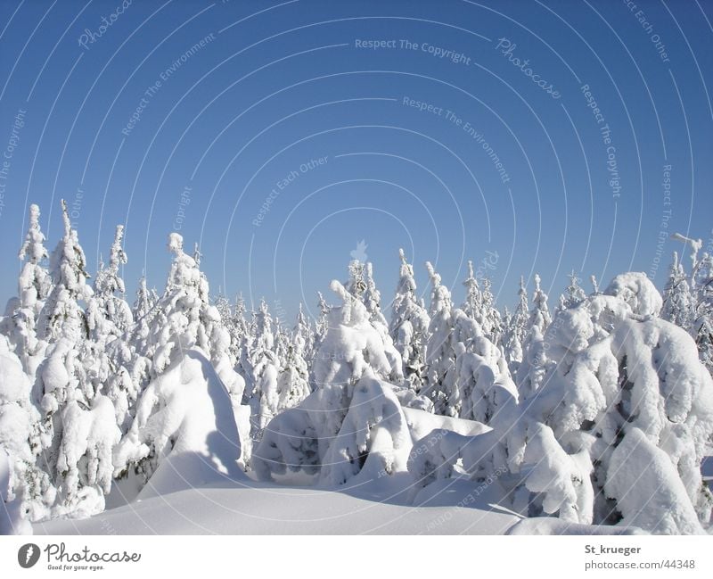 Winter silence Erzgebirge Wald Berge u. Gebirge Schnee