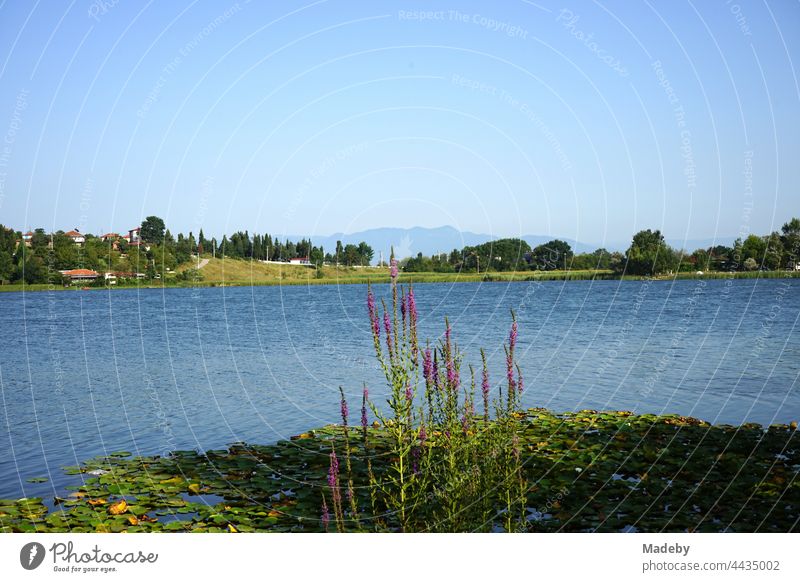 Biotop und Naturschutzgebiet im Sommer bei Sonnenschein am Poyrazlar Gölü bei Adapazari in der Provinz Sakarya in der Türkei See Gewässer Landschaft