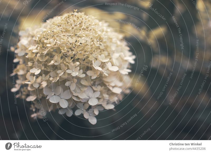 Weiße Blüte einer Rispenhortensie / Hydrangea paniculata Hortensienblüte Hydrangea paniculata limelight Rispenblüten Unschärfe Garten natürlich Strauch