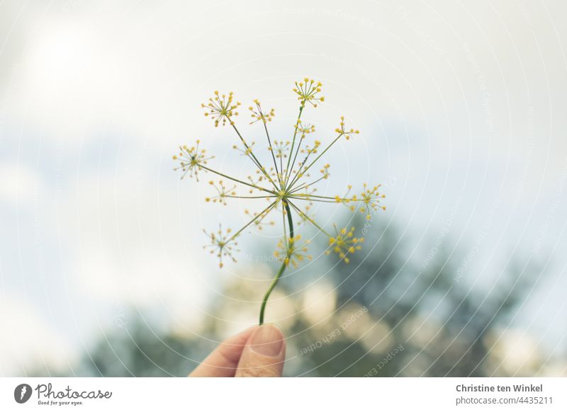 Eine zarte gelbe Dillblüte , hochgehalten von einer Hand, im Hintergrund ein Baum und heller Himmel Dillblüten Dilldolde festhalten Garten Nutzpflanze