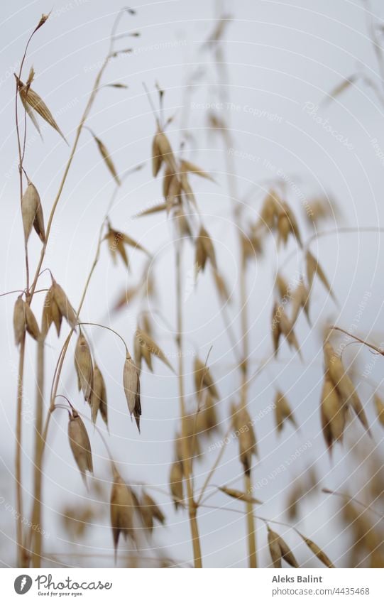 Hafer Pflanze Feld haferfeld Getreide Landwirtschaft Natur Sommer Außenaufnahme Menschenleer Nutzpflanze Farbfoto Lebensmittel Ernährung