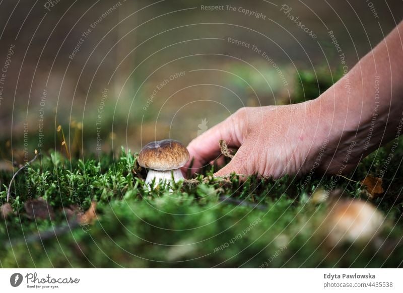 Pilzsammeln im Wald Pilze Lebensmittel frisch Gesundheit Pflanzen Bäume Polen Tag im Freien tagsüber Natur Herbst fallen wild grün Wildnis Outdoor-Veranstaltung