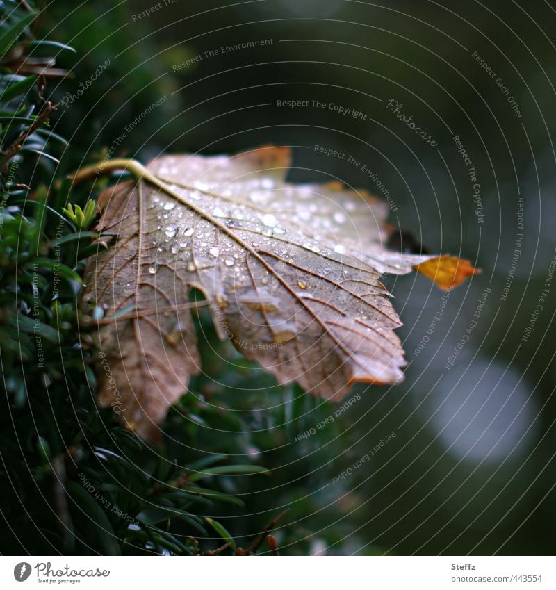 herbstliche Melancholie alt nass einsam traurig resignieren Novemberblatt Einsamkeit Senior Nostalgie Traurigkeit trist schlechtes Wetter Regen Novemberstimmung