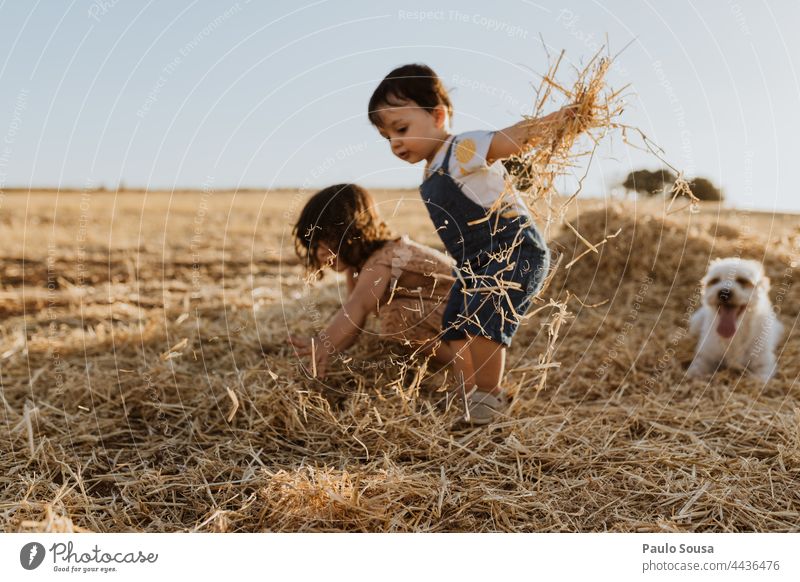 Bruder und Schwester spielen mit Heu auf dem Feld Familie & Verwandtschaft Geschwister Kind Kindheit unschuldig authentisch Spielen fallen Sommer