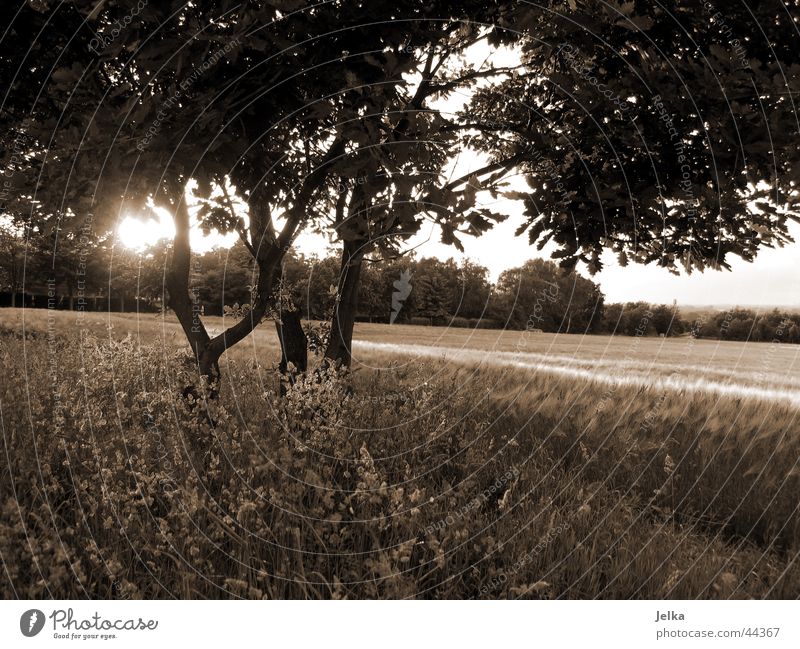 natur! Sonne Baum Gras Vorfreude Baumstamm Kornfeld Weizenfeld Zweig Ast Sonnenstrahlen Gegenlicht