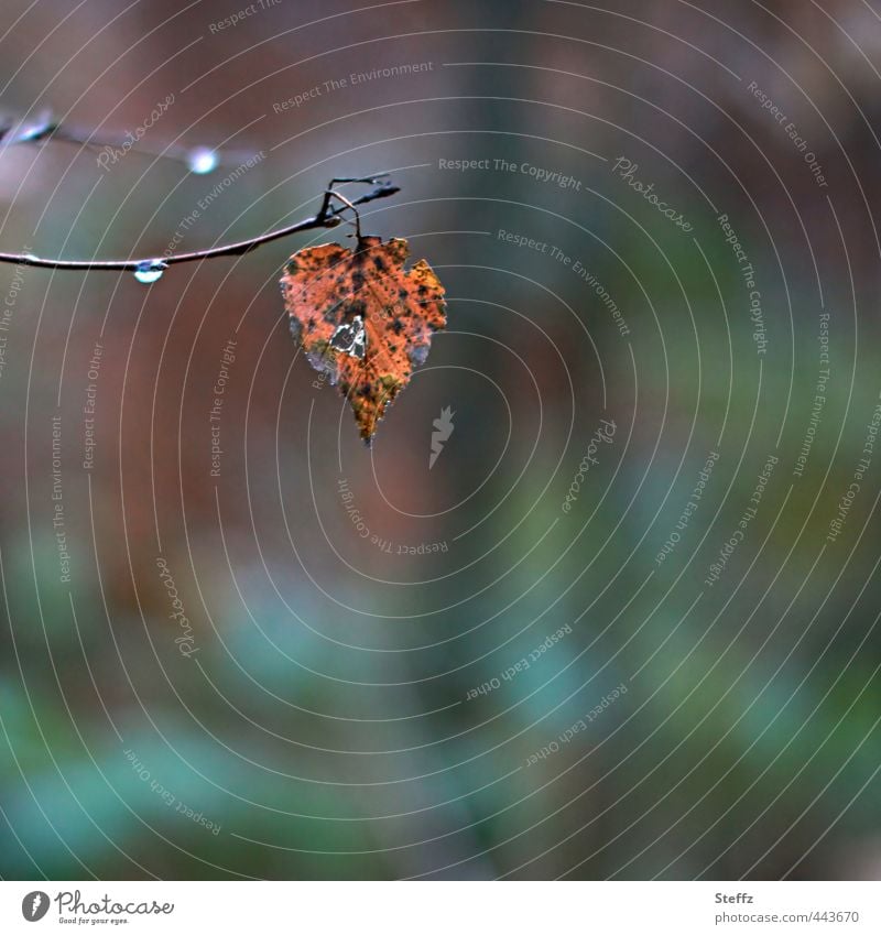 herbstliche Vergänglichkeit Tristesse Herbstblatt Novemberstimmung Einsamkeit vergänglich Endzeitstimmung Traurigkeit herbstliche Einsamkeit Herbstwetter