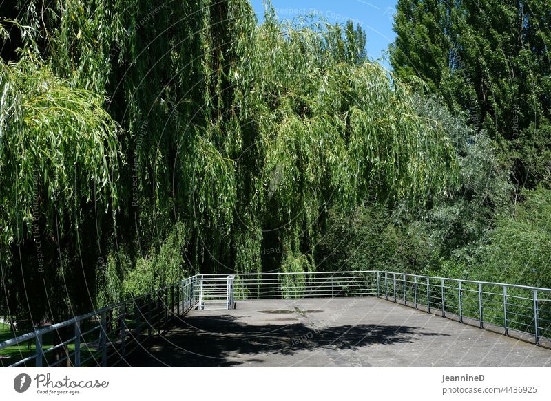 leere Terasse umgeben von Weiden Natur grün Baum Laubbaum Trauerweide Sommer alleine terasse Außenaufnahme Menschenleer Seebad warten Leere Balustrade