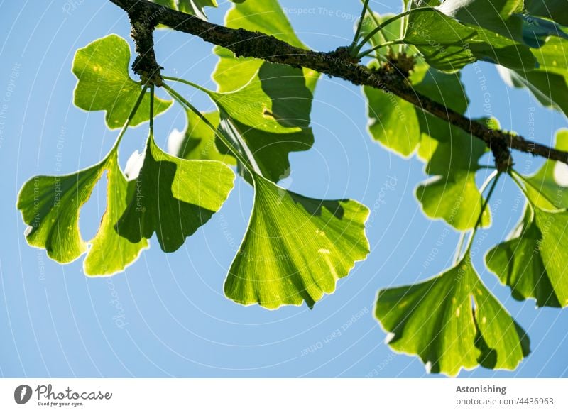 Ginkgo-Blätter Gingko Laub Baum Himmel Zweig Natur grün blau Schatten Licht Detail Ast Blatt Nadelbaum Fächer fein Wetter wolkenlos Pflanze Tag Außenaufnahme