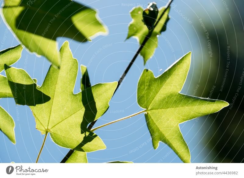 Blätter Laub Adern grün Natur gelappt Zweig Baum Umwelt fein spitz Zweige Himmel blau Licht Schatten Kontrast 5 Unterseite Pflanze Zweige u. Äste Außenaufnahme