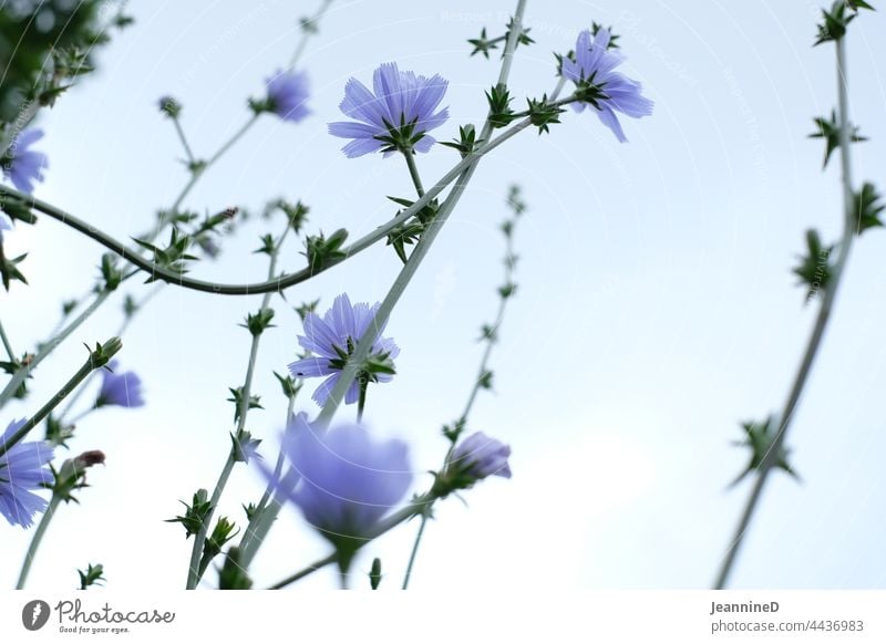 hellblaue Blumen von unten gegen den Himmel lila Natur Blüte Außenaufnahme fein Wegwarte Garten Pflanze Korbblütengewächs heimische Wildpflanzen Heilpflanzen