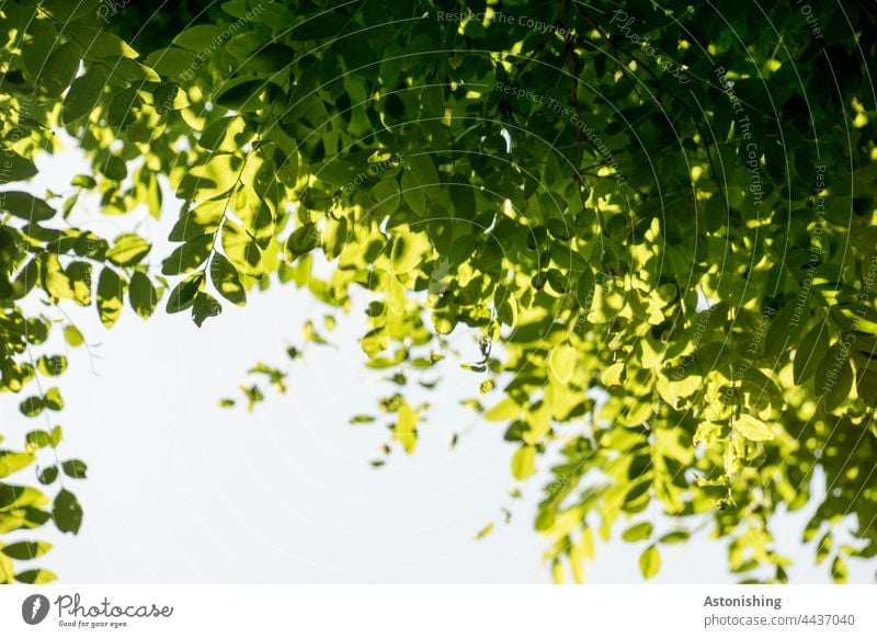 Laub blätter Himmel blau grün gelb hell dunkel Licht Schatten Kontrast klein fein oben Natur Umwelt Sonnenlicht Sommer Blätter Baum Pflanze Schönes Wetter Blatt