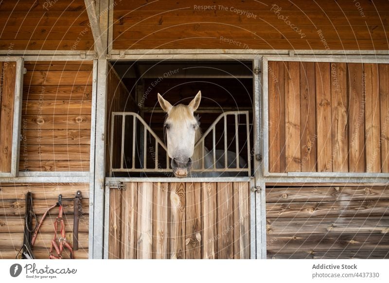 Pferde, die aus den Ställen in der Landschaft herausschauen Maul schauen Sie pferdeähnlich Tier Viehbestand Fauna Säugetier Pferdestall Reitschule chordate