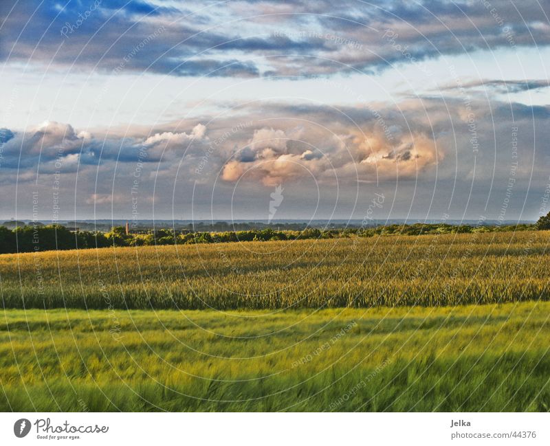 KommtDaEinGewitter? Landschaft Wolken Gewitterwolken Wetter blau grau grün rosa Kornfeld Abendsonne Abenddämmerung Gerste Gerstenfeld Farbfoto