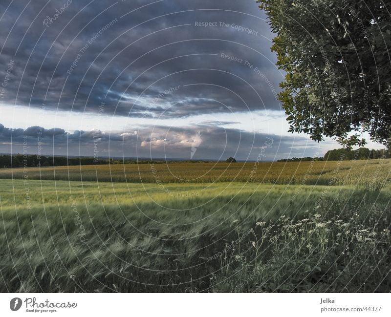 Kornfeld Landschaft Wolken Gewitterwolken Baum Feld dunkel Gerste Gerstenfeld Farbfoto