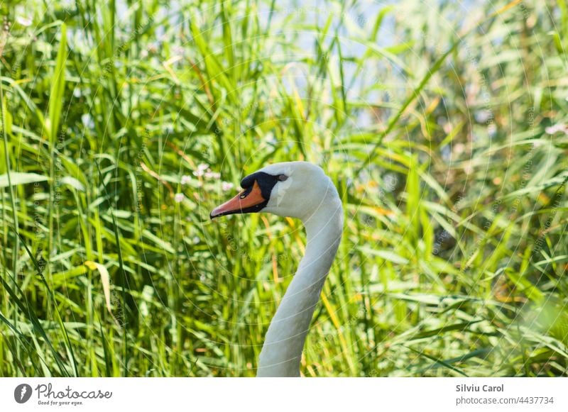 Weißer Schwan Kopf Nahaufnahme Profilansicht mit selektivem Fokus auf Vordergrund Zygnet wild weiß Feder Vogel Tier Tierwelt Eleganz stumm schalten Schönheit