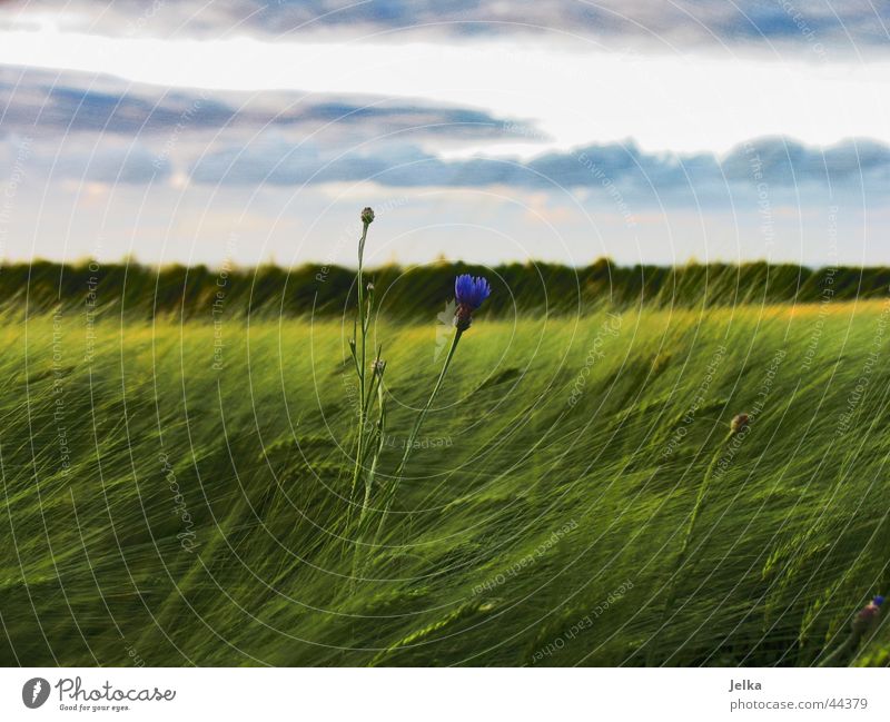 Ein Blümlein steht imFelde... Landschaft Wald Hoffnung Horizont Kornblume Kornfeld Gerste Gerstenfeld Farbfoto