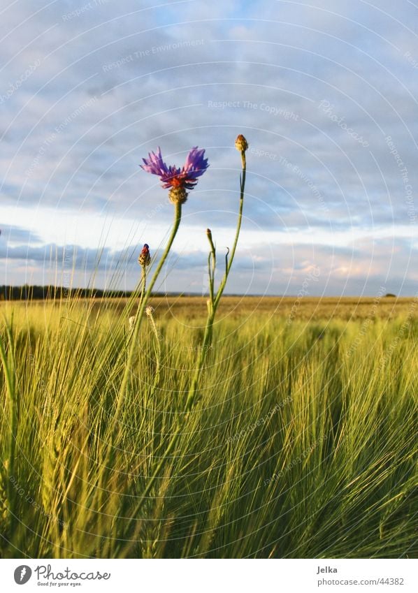 ganz alleine ... Blume Feld Einsamkeit Kornblume Kornfeld Gerste Gerstenfeld Farbfoto