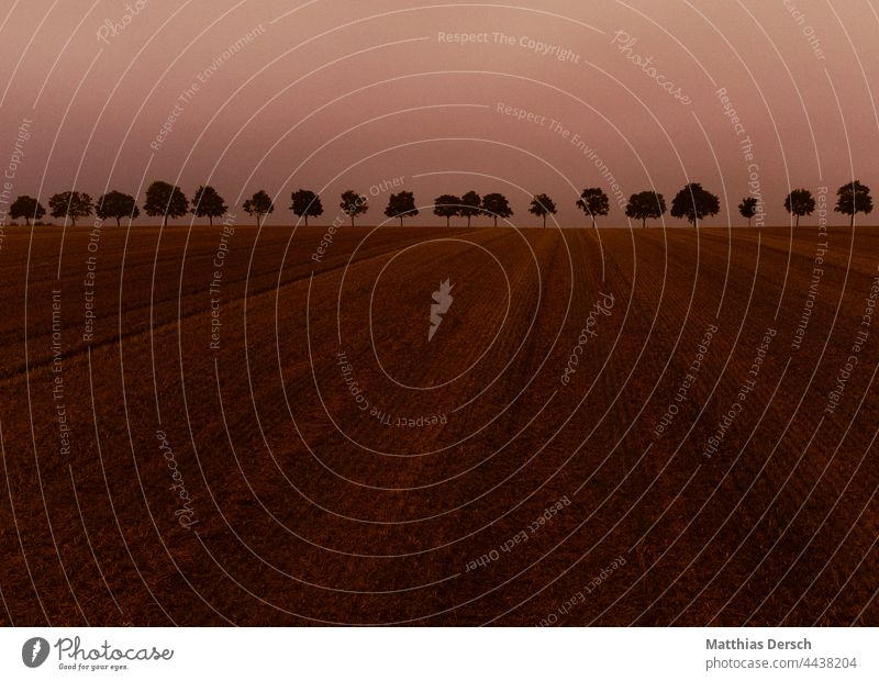 Stimmungsvolle Allee Alleebäume Alleebaum Drohnenansicht Drohnenaufnahme Natur Naturliebe Luftaufnahme panorama mystisch geheimnisvoll Feld Landwirtschaft