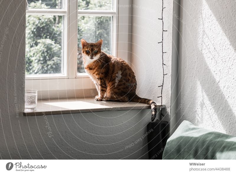 Eine kleine Bengalkatze auf ihrem Lieblingsplatz am Fenster der Altbauwohnung Katze Fensterbrett Zimmer Wohnung drinnen Licht rausgucken Blickkontakt Augen