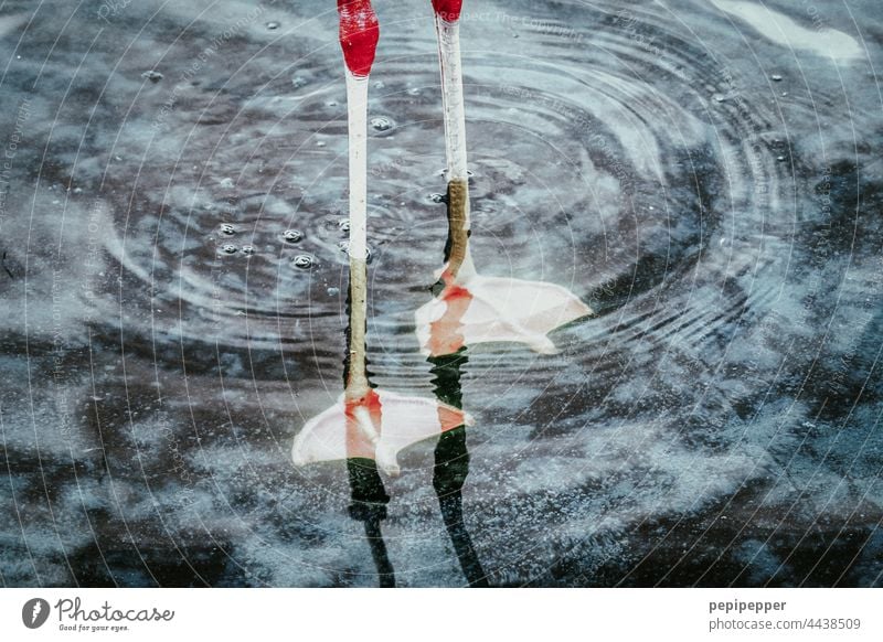 Flamingo Füße im Wasser Tier Vogel rosa Farbfoto Wildtier Außenaufnahme Zoo mehrfarbig fuesse exotisch Beine lange Beine wild Natur schön rot Tierporträt stehen