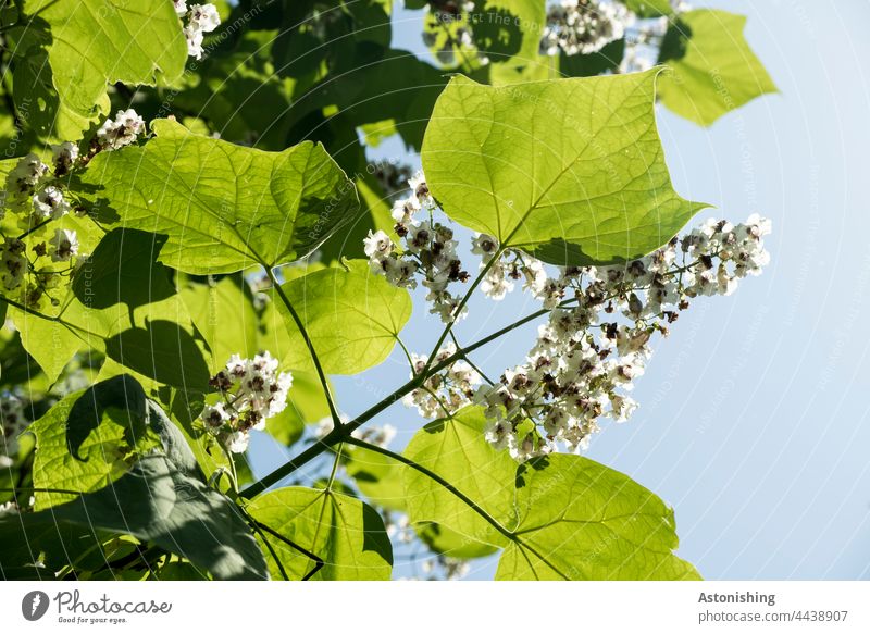 Blüten und Blätter Natur Baum Zweig Ast grün blau Himmel Adern Blattadern fein weiß spitz Spitze Licht Schatten Kontrast oben Wachstum wachsen Pflanze