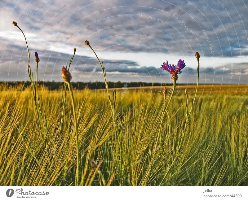 Mal wieder ein Kornblümchen Natur Himmel Wolken Gewitterwolken Feld Hoffnung Horizont Kornblume Kornfeld Gerste Gerstenfeld Farbfoto