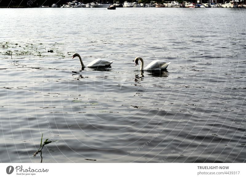 Zwei Schwäne bei der Nahrungssuche auf dem Tiefen See (Havel) in Potsdam mit Blick auf das gegenüber liegende Ufer mit Marina und Bootsanlegern zwei Schwäne