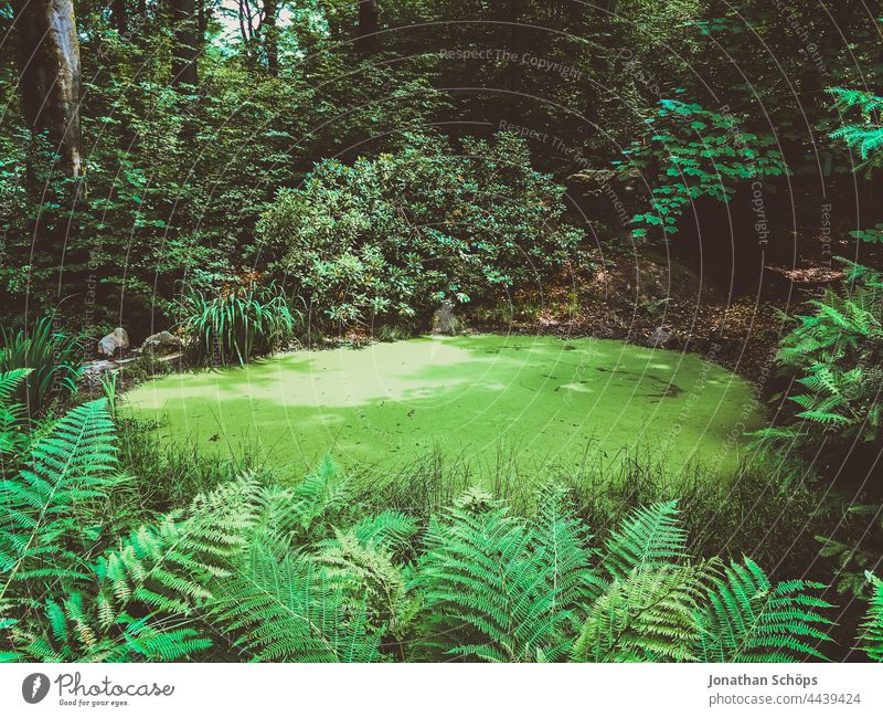 Teich mit Grüner Wasseroberfläche im Wald grün Farne Waldteich Gewässer Natur Echte Farne Pflanze Farnblatt Botanik Farbfoto Außenaufnahme Blatt natürlich