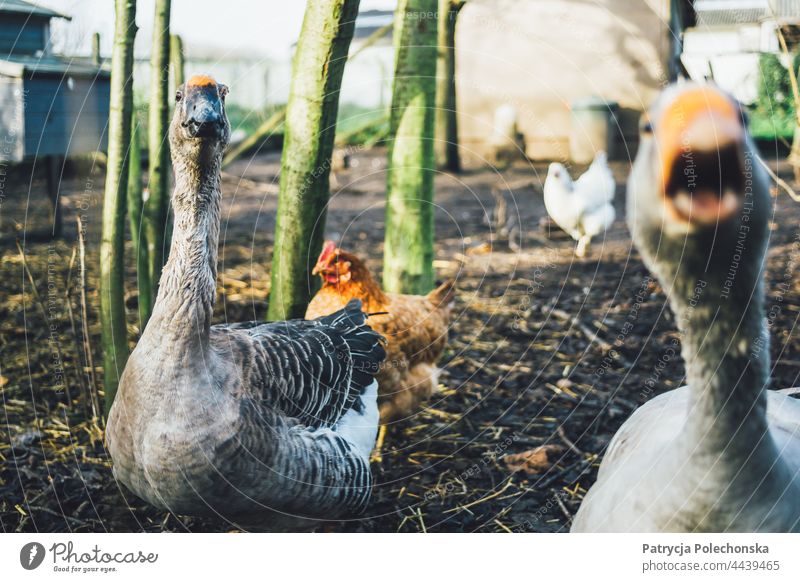 Graugans im Angriff mit anderen Gänsen und Hühnern auf dem Bauernhof im Hintergrund Hausgans grau Federvieh Vögel Tiere attackieren wütend agressiv