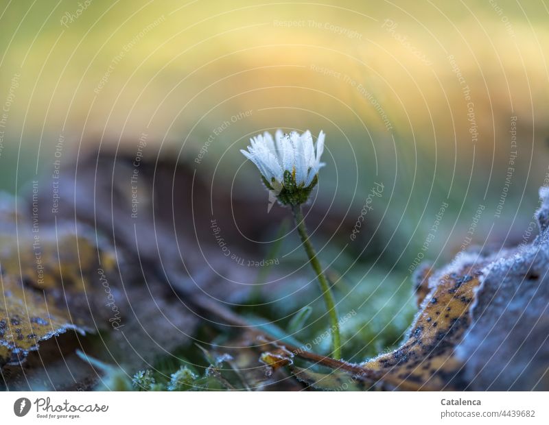 Gänseblümchen an einem herbstlichen Morgen wachsen Botanik Blüte Pflanze Wiese Blume duften verblühen Grün Gelb Tageslicht Garten Flora Natur Korbblütler