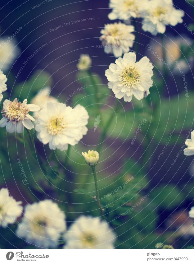 Flüchtige Sommerromanze Umwelt Natur Pflanze Schönes Wetter Blume Blatt Blüte Wildpflanze Wiese Wachstum heiter sanft viele Blühend aufgefächert Stengel hell