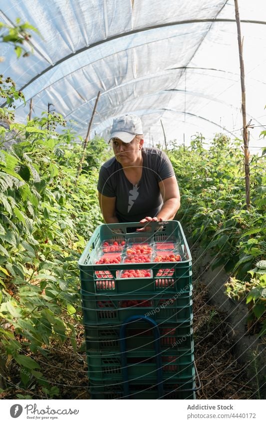 Landwirt erntet reife Himbeeren im Gewächshaus Frau abholen Kiste Ernte Ackerbau Agronomie Kasten prüfen Container Beeren Gärtner kultivieren Pflanze Schonung