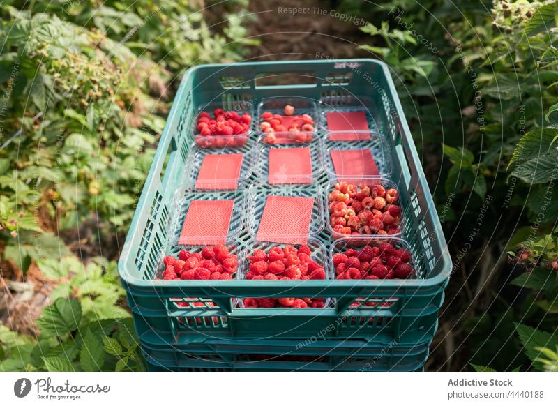 Stapel von Plastikkisten mit Himbeeren reif Kiste Schonung Ackerbau Container Ernte Frucht Beeren abholen rot kultivieren lecker Kasten Vitamin Lebensmittel