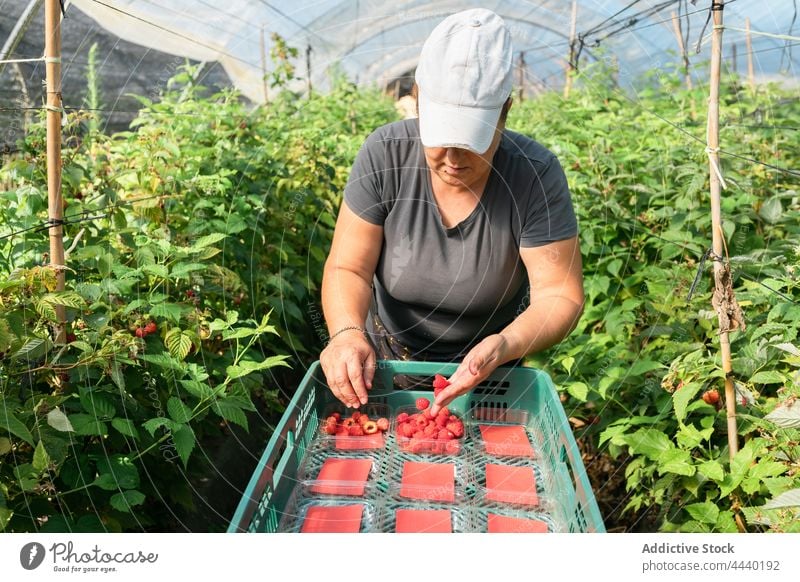 Landwirt erntet reife Himbeeren im Gewächshaus Frau abholen Kiste Ernte Ackerbau Agronomie Kasten prüfen Container Beeren Gärtner kultivieren Pflanze Schonung