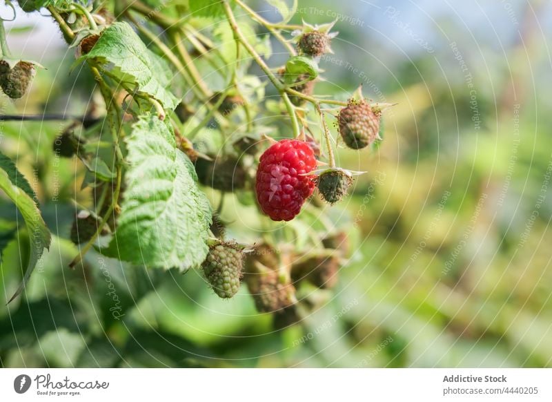 Reife und grüne Himbeeren am Strauch reif Ast kultivieren Ackerbau Flora Laubwerk wachsen essbar Pflanze Beeren Vitamin Lebensmittel vegetieren Schonung Natur