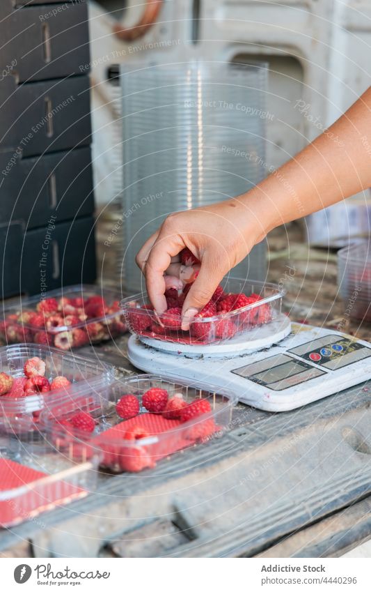 Landwirt wiegt Behälter mit reifen Beeren Frau Gewicht messen Himbeeren Skala Kleintransporter Kofferraum prüfen Kasten Prozess Arbeiter achtsam stehen Fahrzeug