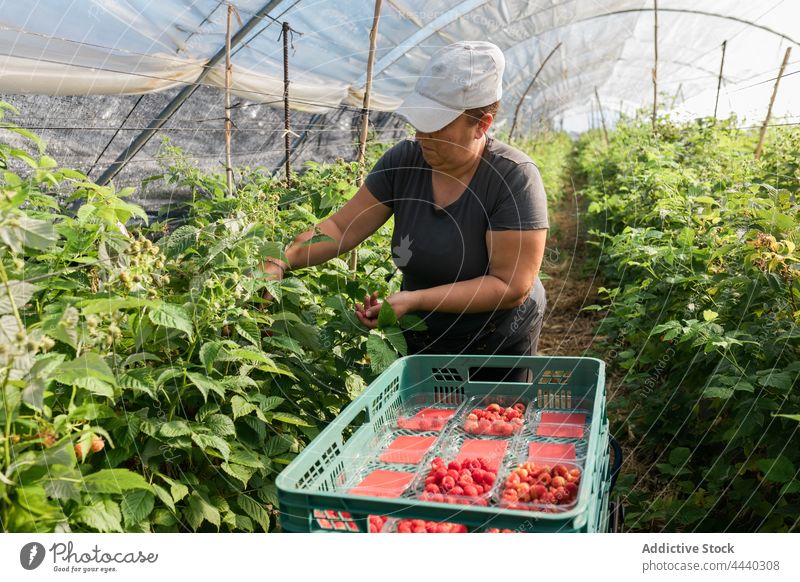 Landwirt pflückt reife Himbeeren von den Zweigen Frau Ernte abholen Handvoll Ackerbau pflücken Gewächshaus Pflanze Bauernhof Wachstum vegetieren kultivieren