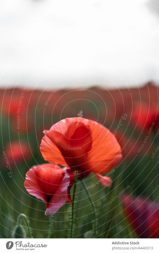 Blühende Mohnblumen mit zarten Blütenblättern im Feld Papaver Blume Botanik Natur Pflanze vegetieren Wittern Wiese Landschaft rein Blütezeit Umwelt malerisch