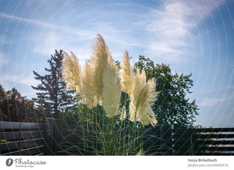 Pampasgras Weddel, dekorative Gartengräser vor einem modernen Aluminiumzaun Graspflanze Garten. Gärtner Zaun Haus. heimwärts Pflanze Natur Außenaufnahme Sommer