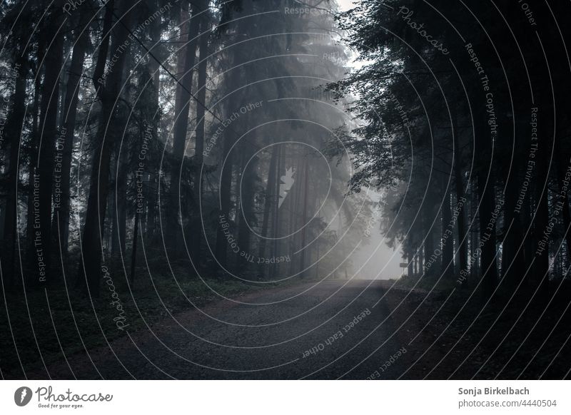 Nebel im Wald auf einsamen Strassen Straße Baum Natur Außenaufnahme Farbfoto Menschenleer kalt Landschaft schlechtes Wetter Tag Herbst Umwelt Gedeckte Farben