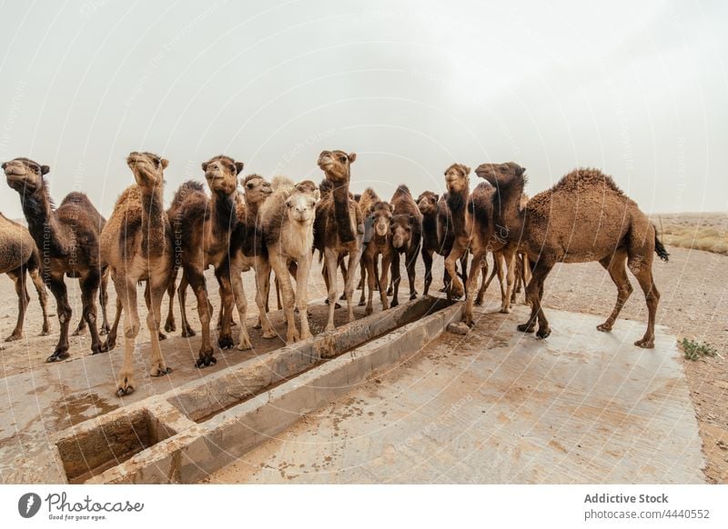 Kamele trinken Wasser in der Wüste bei Tageslicht Camel Tier Viehbestand Säugetier Pflanzenfresser Zuführung domestiziert wüst aqua stehen Buckel Fauna Huftier